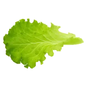 Cook Out lettuce topping
